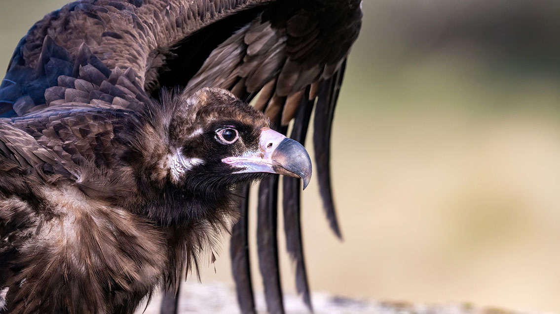 Bartgeier Bartgeier, Gypaète Barbu, Quebrantahuesos, Lämmergeier, Lammergeier,