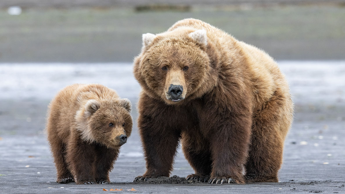 Bartgeier Bartgeier, Gypaète Barbu, Quebrantahuesos, Lämmergeier, Lammergeier,