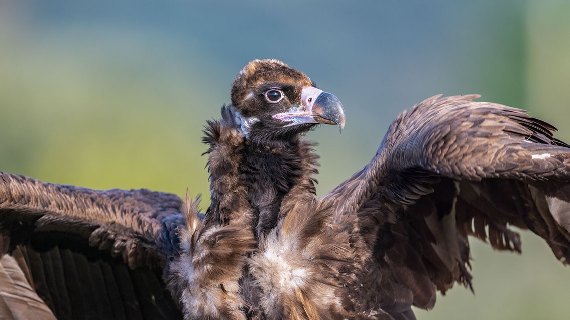 Bartgeier Bartgeier, Gypaète Barbu, Quebrantahuesos, Lämmergeier, Lammergeier,