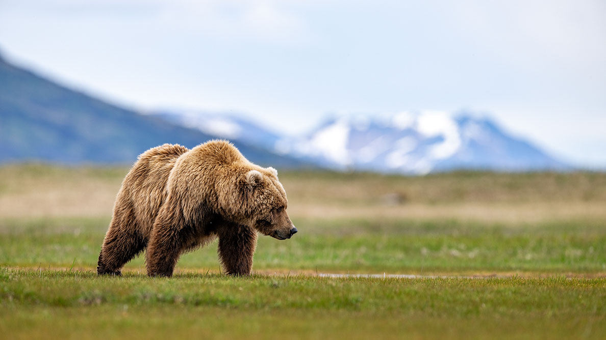 Bartgeier Bartgeier, Gypaète Barbu, Quebrantahuesos, Lämmergeier, Lammergeier,