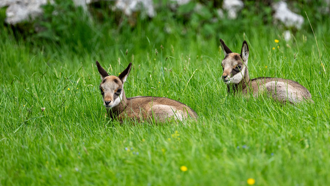Athene noctua, Steinkauz, Kauz, Little owl