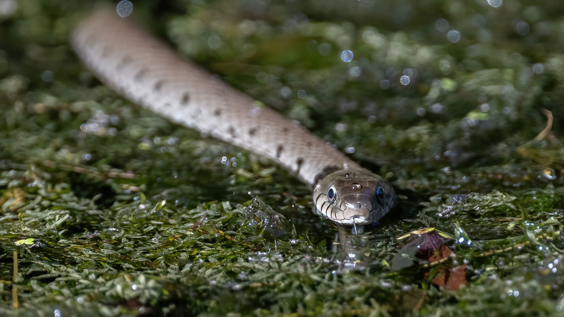 Bartgeier, Gypaète Barbu, Quebrantahuesos, Lämmergeier, Lammergeier, 