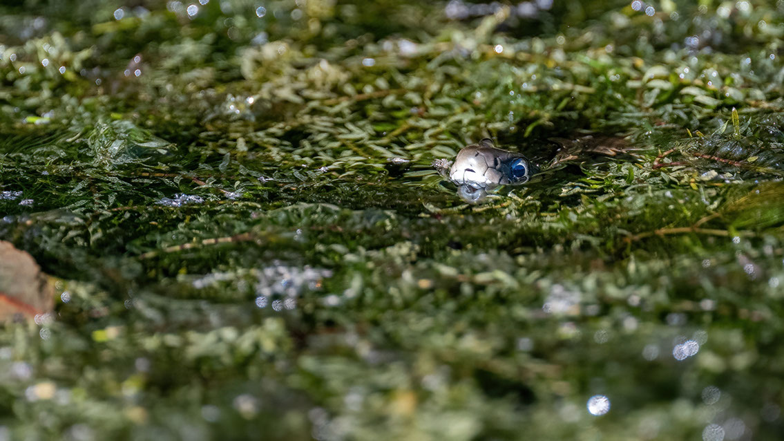 Bartgeier, Gypaète Barbu, Quebrantahuesos, Lämmergeier, Lammergeier, 