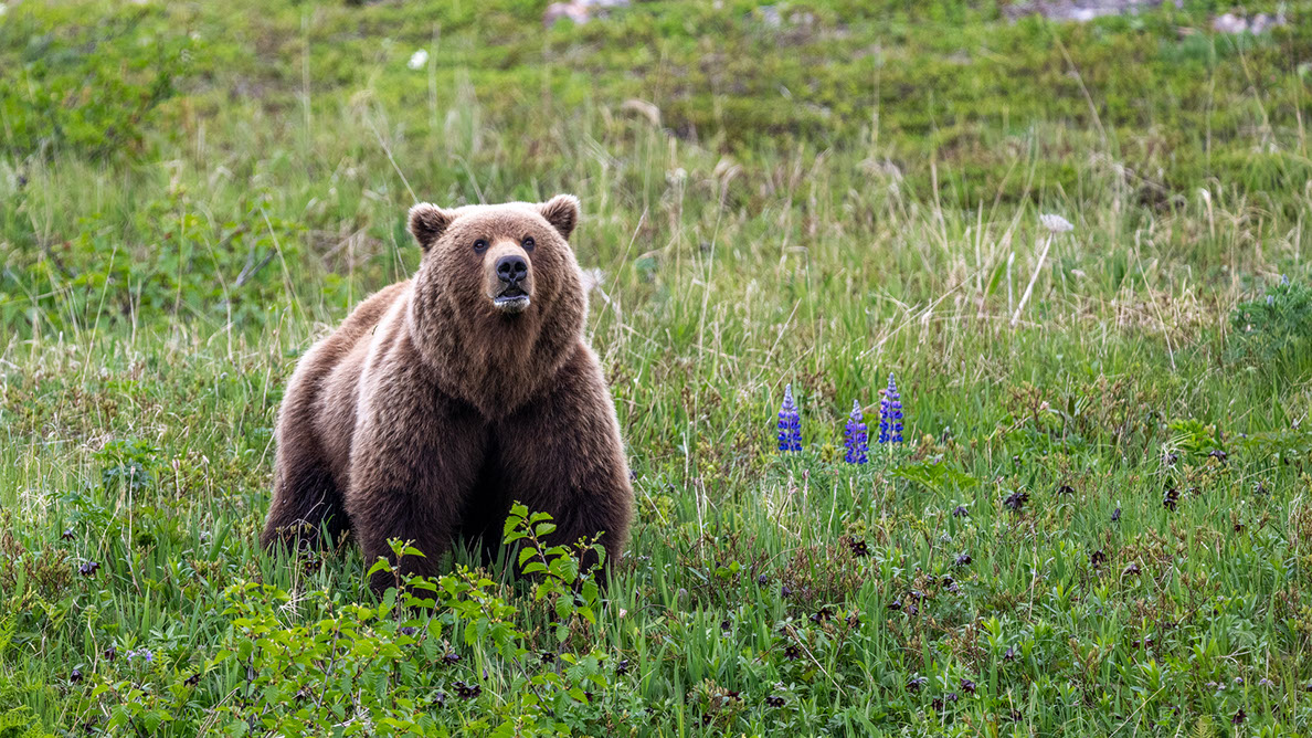 Bartgeier Bartgeier, Gypaète Barbu, Quebrantahuesos, Lämmergeier, Lammergeier,