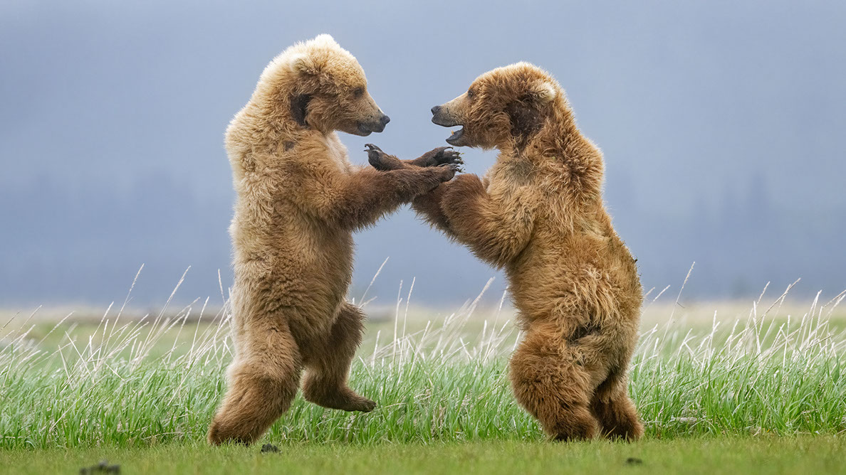 Bartgeier Bartgeier, Gypaète Barbu, Quebrantahuesos, Lämmergeier, Lammergeier,