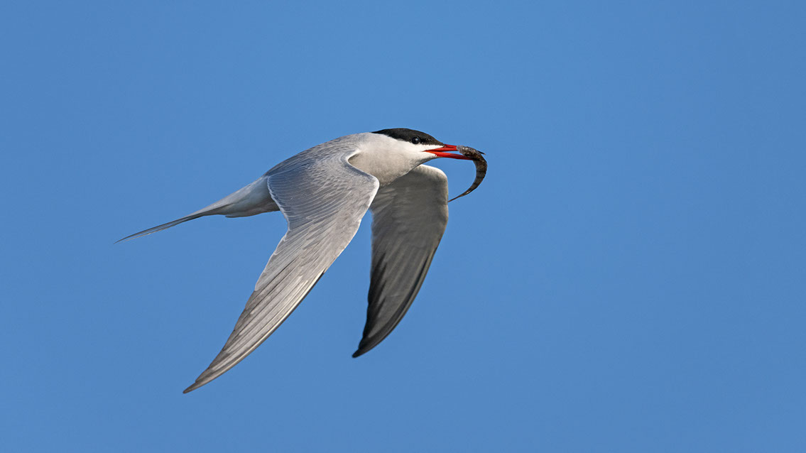 Bartgeier, Gypaète Barbu, Quebrantahuesos, Lämmergeier, Lammergeier, 