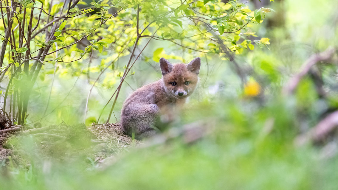 Athene noctua, Steinkauz, Kauz, Little owl