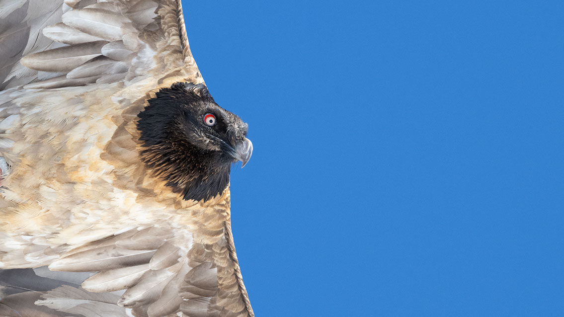 Bartgeier Schweiz Alpen fliegend Adult Gyaéte en vol Lammergeier Bearded Vulture