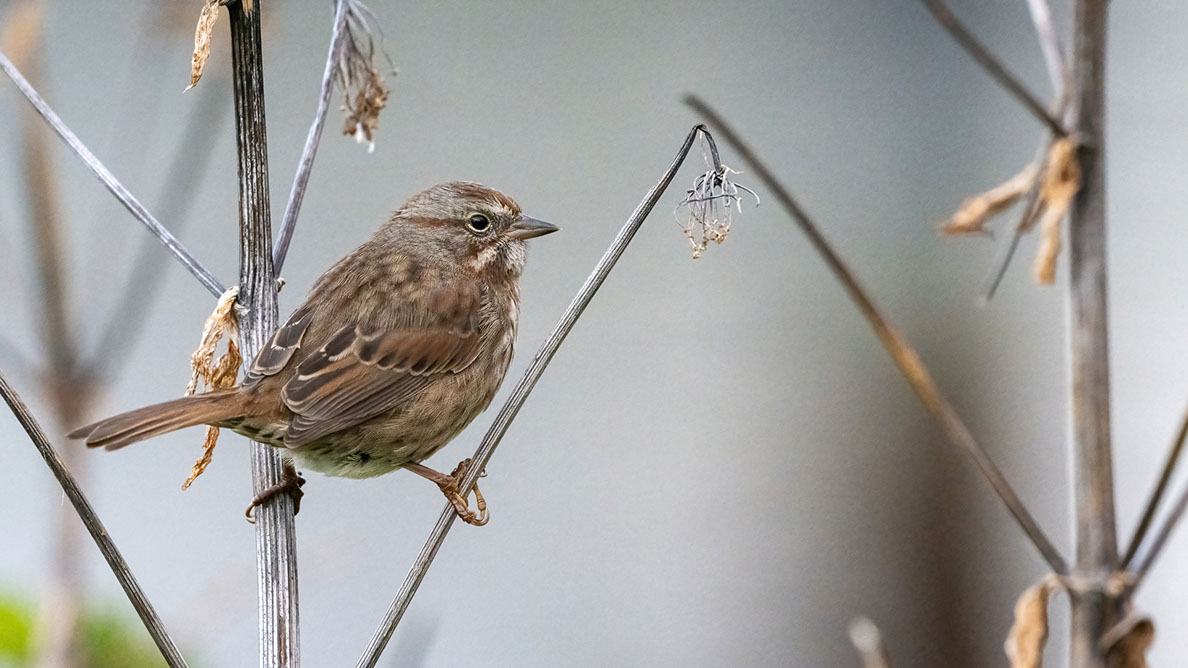 Bartgeier, Gypaète Barbu, Quebrantahuesos, Lämmergeier, Lammergeier, 
