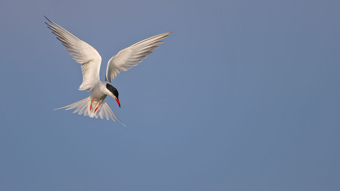 Bartgeier, Gypaète Barbu, Quebrantahuesos, Lämmergeier, Lammergeier, 