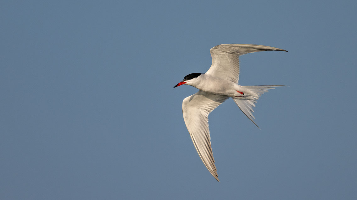 Bartgeier, Gypaète Barbu, Quebrantahuesos, Lämmergeier, Lammergeier, 