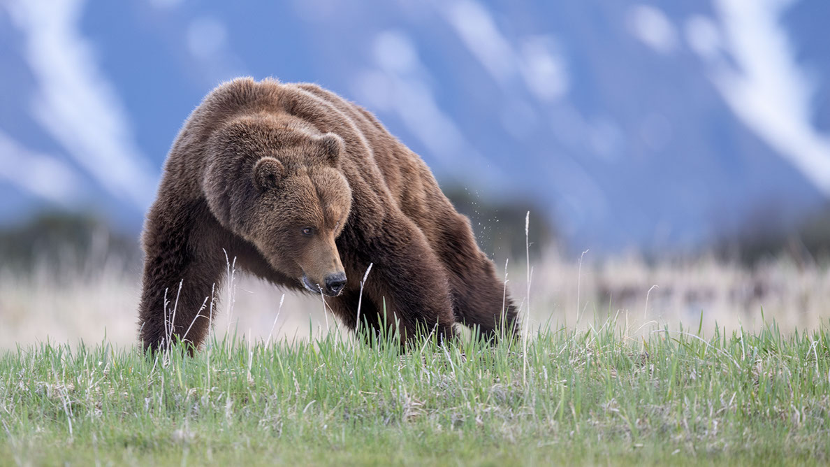 Bartgeier Bartgeier, Gypaète Barbu, Quebrantahuesos, Lämmergeier, Lammergeier,