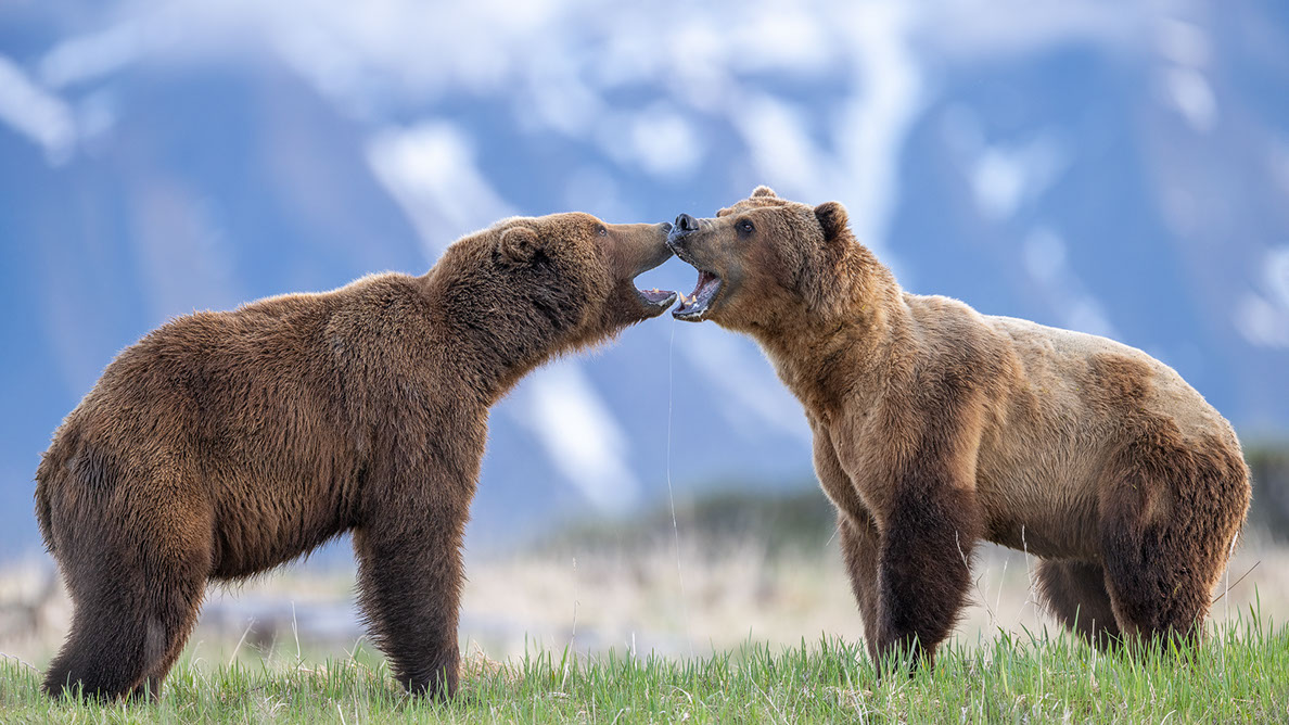 Bartgeier Bartgeier, Gypaète Barbu, Quebrantahuesos, Lämmergeier, Lammergeier,