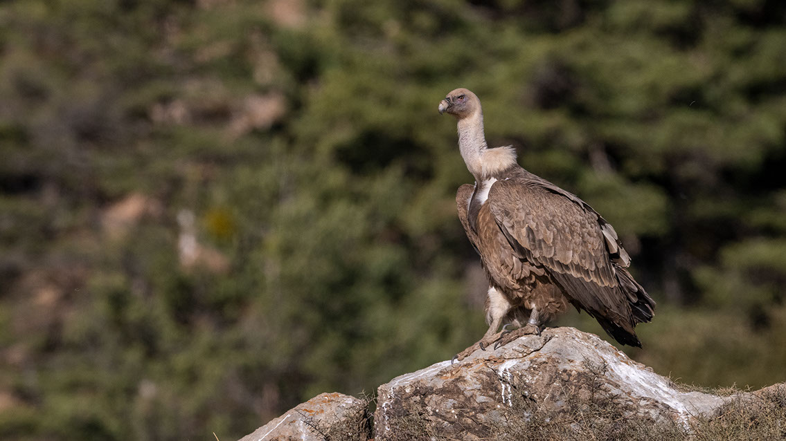 Bartgeier, Gypaète Barbu, Quebrantahuesos, Lämmergeier, Lammergeier, 