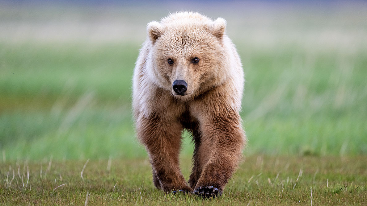 Bartgeier Bartgeier, Gypaète Barbu, Quebrantahuesos, Lämmergeier, Lammergeier,