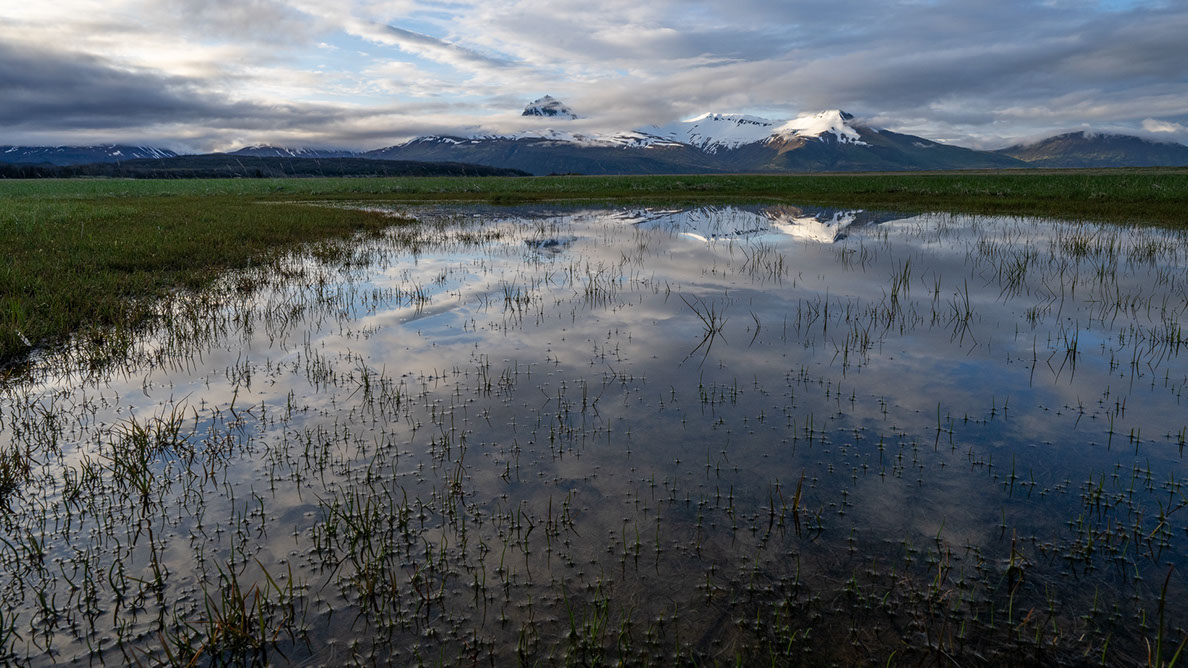 Bartgeier Bartgeier, Gypaète Barbu, Quebrantahuesos, Lämmergeier, Lammergeier,