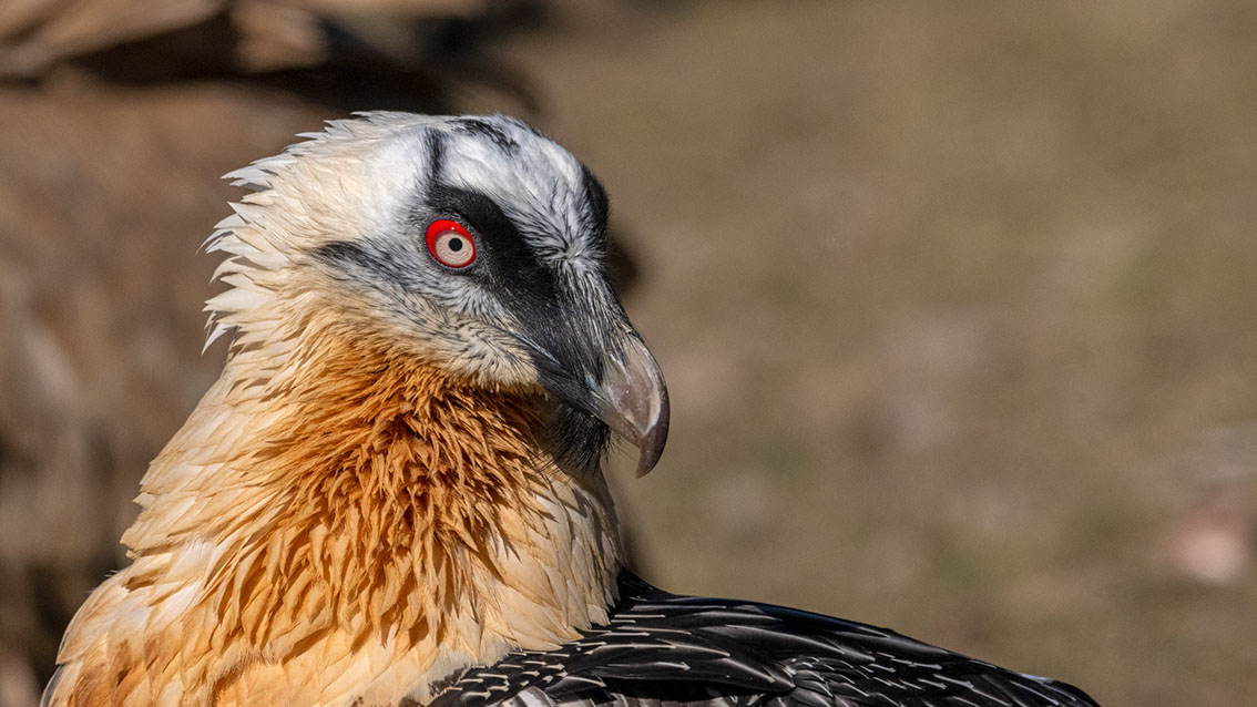 Bartgeier, Gypaète Barbu, Quebrantahuesos, Lämmergeier, Lammergeier, 