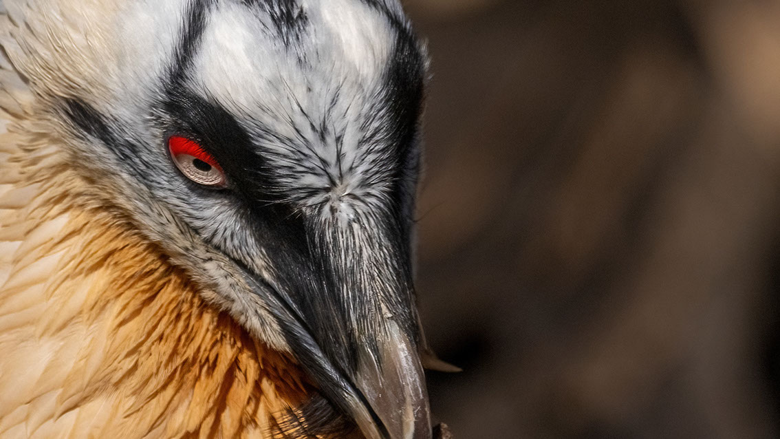 Bartgeier, Gypaète Barbu, Quebrantahuesos, Lämmergeier, Lammergeier, 