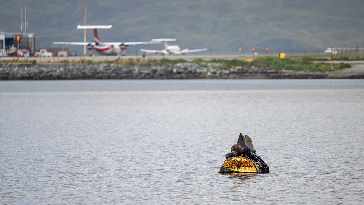 Bartgeier, Gypaète Barbu, Quebrantahuesos, Lämmergeier, Lammergeier, 