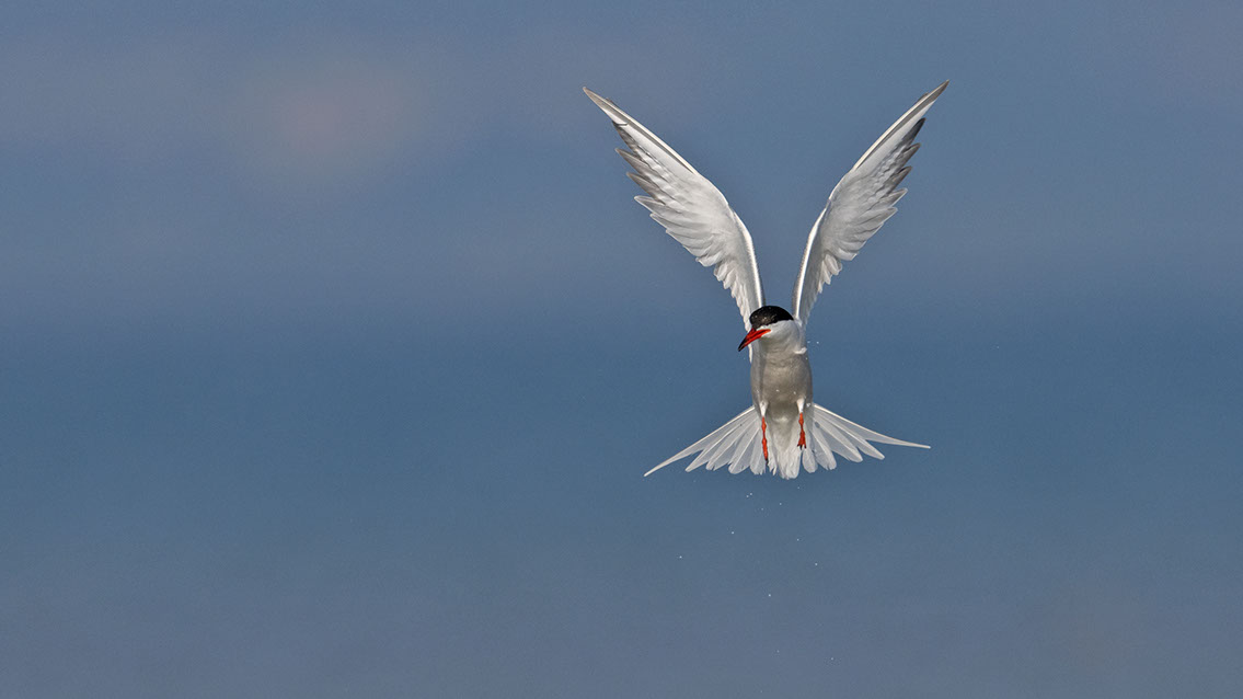 Bartgeier, Gypaète Barbu, Quebrantahuesos, Lämmergeier, Lammergeier, 