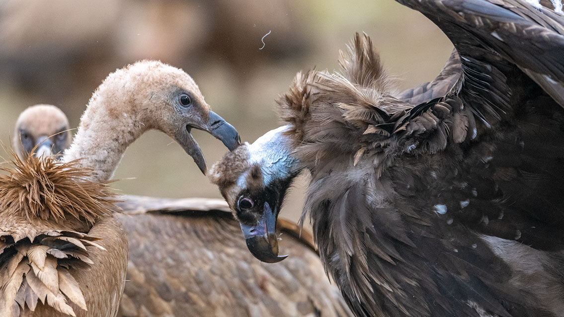 Bartgeier Bartgeier, Gypaète Barbu, Quebrantahuesos, Lämmergeier, Lammergeier,