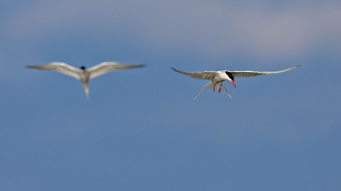 Bartgeier, Gypaète Barbu, Quebrantahuesos, Lämmergeier, Lammergeier, 