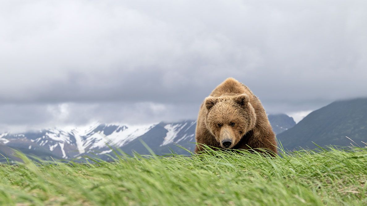 Bartgeier Bartgeier, Gypaète Barbu, Quebrantahuesos, Lämmergeier, Lammergeier,