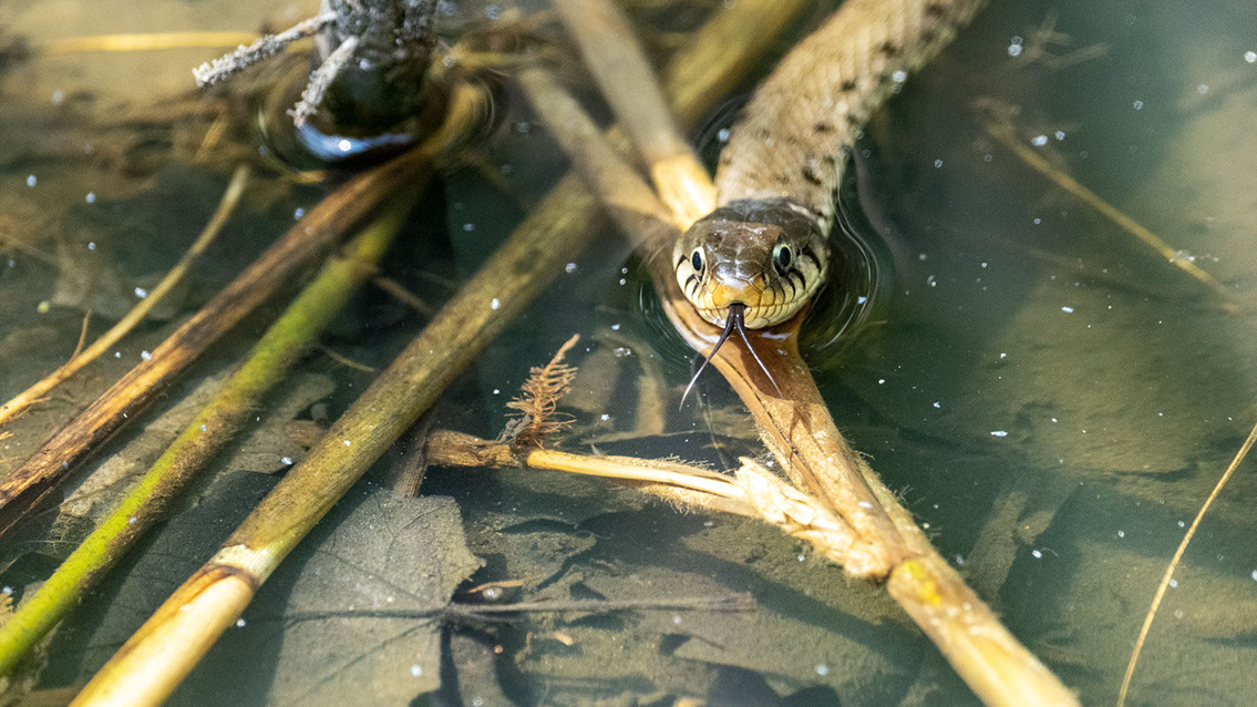 Bartgeier, Gypaète Barbu, Quebrantahuesos, Lämmergeier, Lammergeier, 