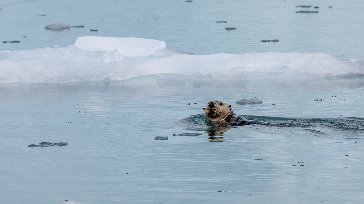 Bartgeier Bartgeier, Gypaète Barbu, Quebrantahuesos, Lämmergeier, Lammergeier,