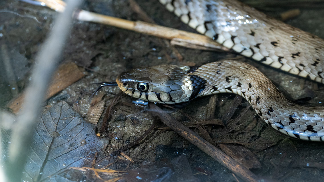 Bartgeier, Gypaète Barbu, Quebrantahuesos, Lämmergeier, Lammergeier, 