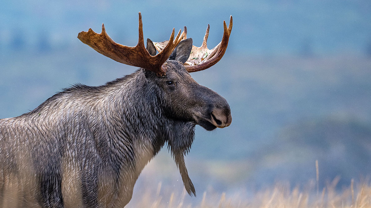 Bartgeier, Gypaète Barbu, Quebrantahuesos, Lämmergeier, Lammergeier, 