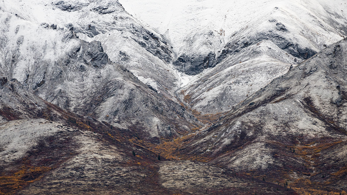 Bartgeier, Gypaète Barbu, Quebrantahuesos, Lämmergeier, Lammergeier, 
