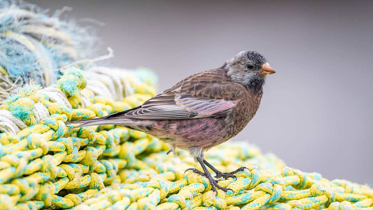 Bartgeier, Gypaète Barbu, Quebrantahuesos, Lämmergeier, Lammergeier, 