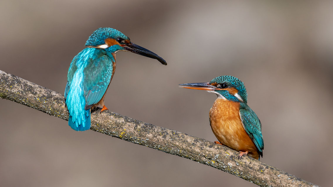Bartgeier Bartgeier, Gypaète Barbu, Quebrantahuesos, Lämmergeier, Lammergeier,