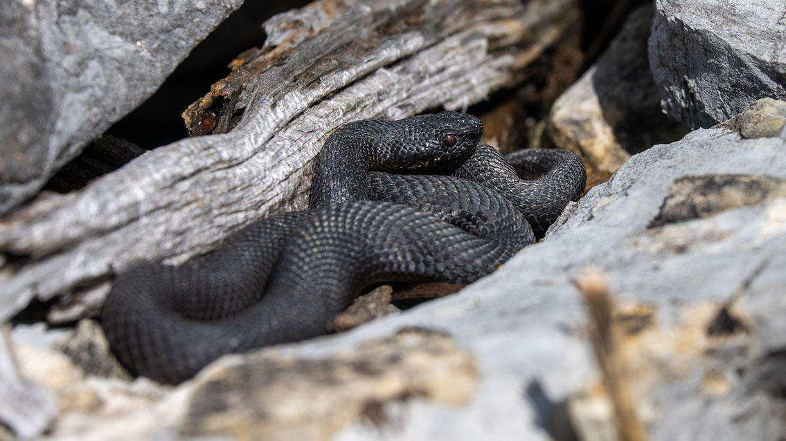 Bartgeier, Gypaète Barbu, Quebrantahuesos, Lämmergeier, Lammergeier, 