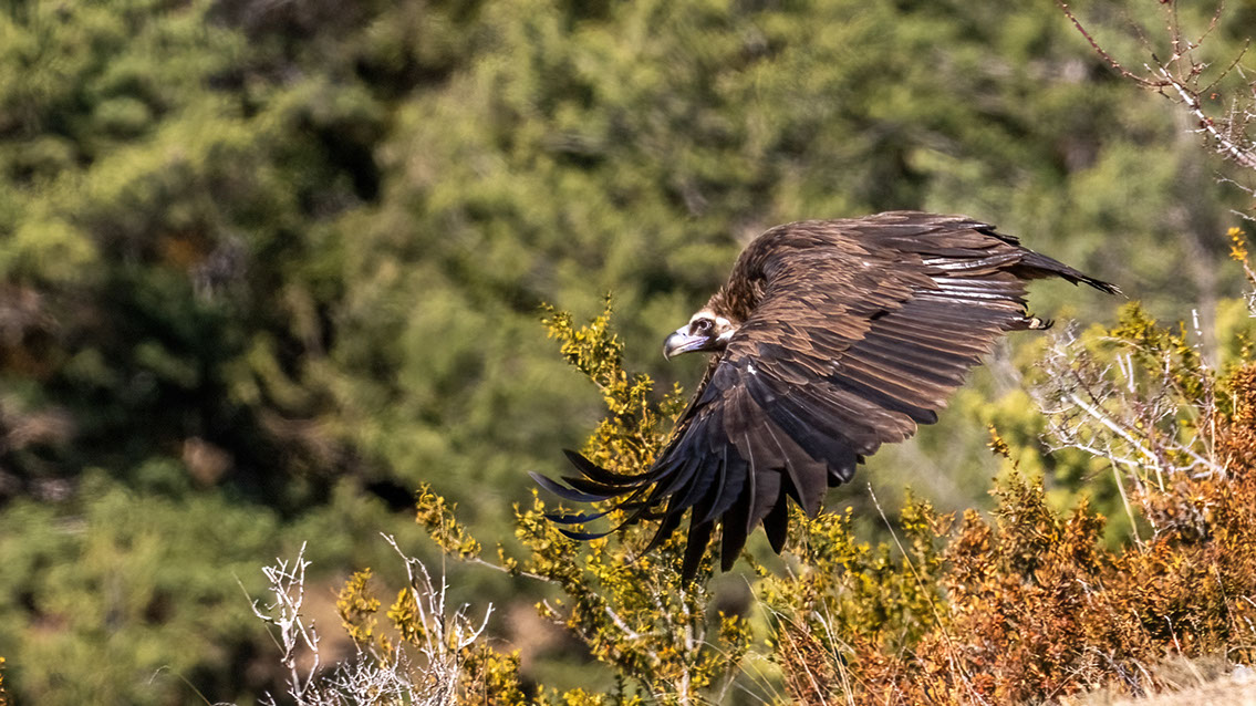 Bartgeier Bartgeier, Gypaète Barbu, Quebrantahuesos, Lämmergeier, Lammergeier,
