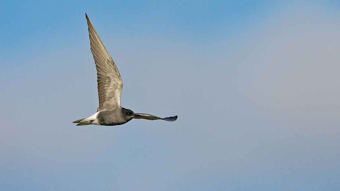 Bartgeier, Gypaète Barbu, Quebrantahuesos, Lämmergeier, Lammergeier, 