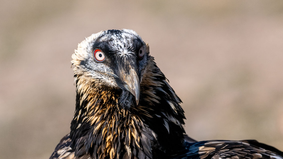 Bartgeier, Gypaète Barbu, Quebrantahuesos, Lämmergeier, Lammergeier, 