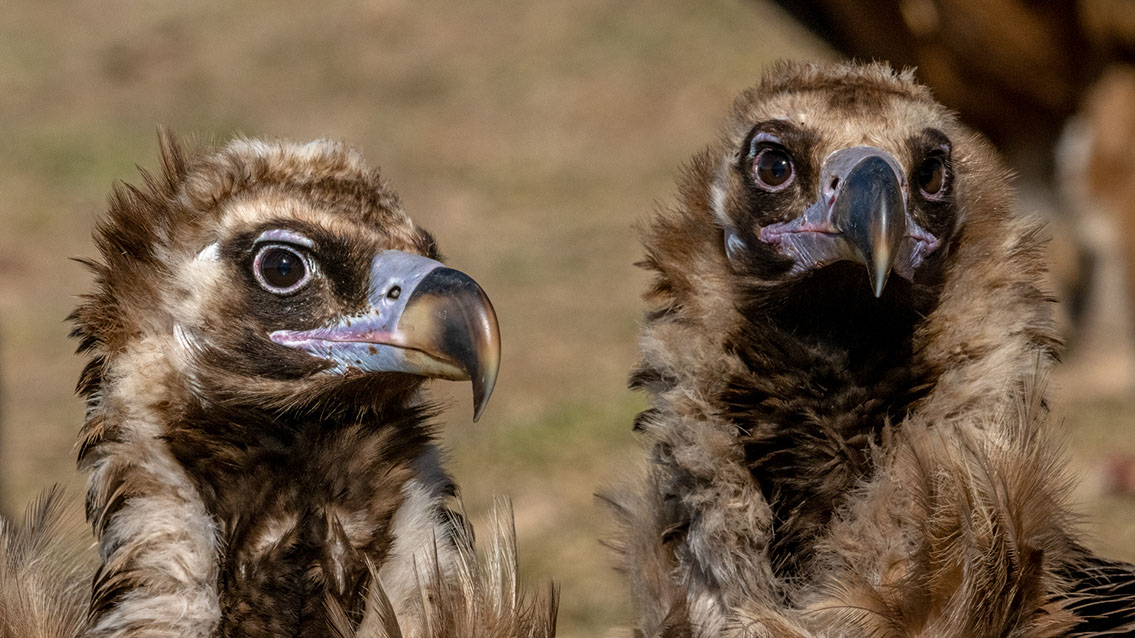 Bartgeier Bartgeier, Gypaète Barbu, Quebrantahuesos, Lämmergeier, Lammergeier,