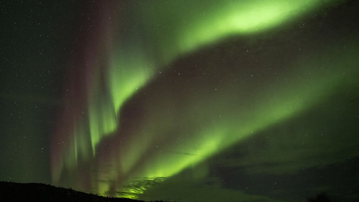 Bartgeier, Gypaète Barbu, Quebrantahuesos, Lämmergeier, Lammergeier, 