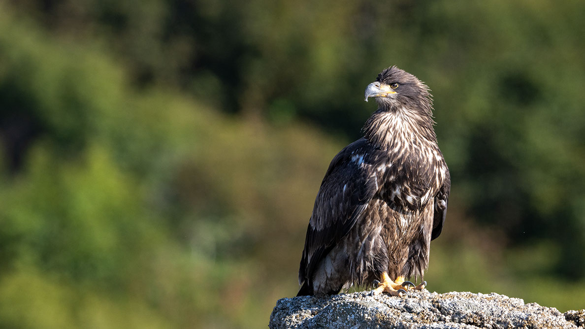 Bartgeier, Gypaète Barbu, Quebrantahuesos, Lämmergeier, Lammergeier, 