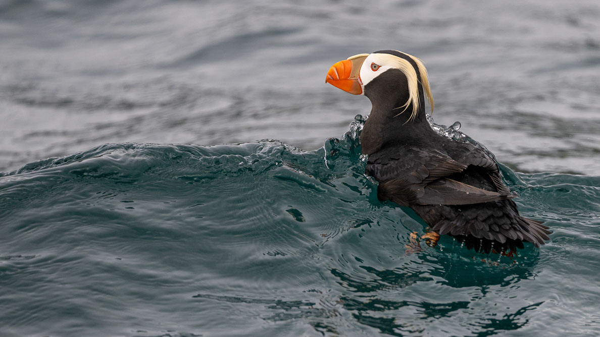Bartgeier Bartgeier, Gypaète Barbu, Quebrantahuesos, Lämmergeier, Lammergeier,