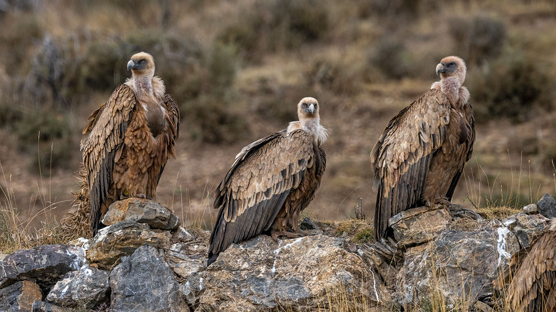 Bartgeier, Gypaète Barbu, Quebrantahuesos, Lämmergeier, Lammergeier, 