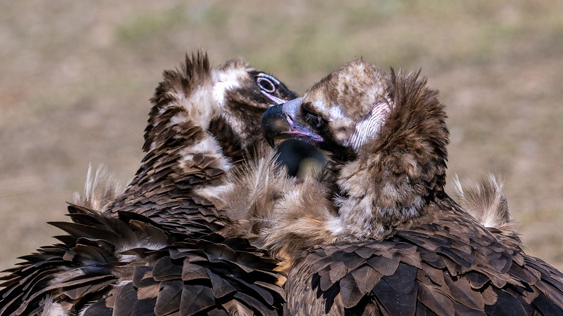 Bartgeier Bartgeier, Gypaète Barbu, Quebrantahuesos, Lämmergeier, Lammergeier,