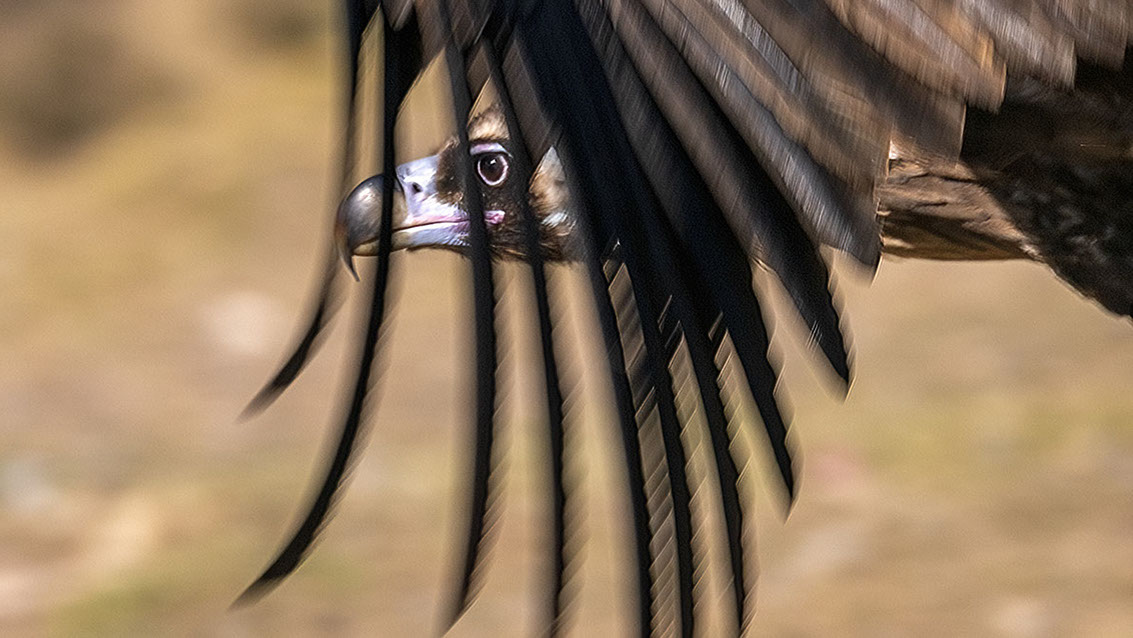 Bartgeier Bartgeier, Gypaète Barbu, Quebrantahuesos, Lämmergeier, Lammergeier,