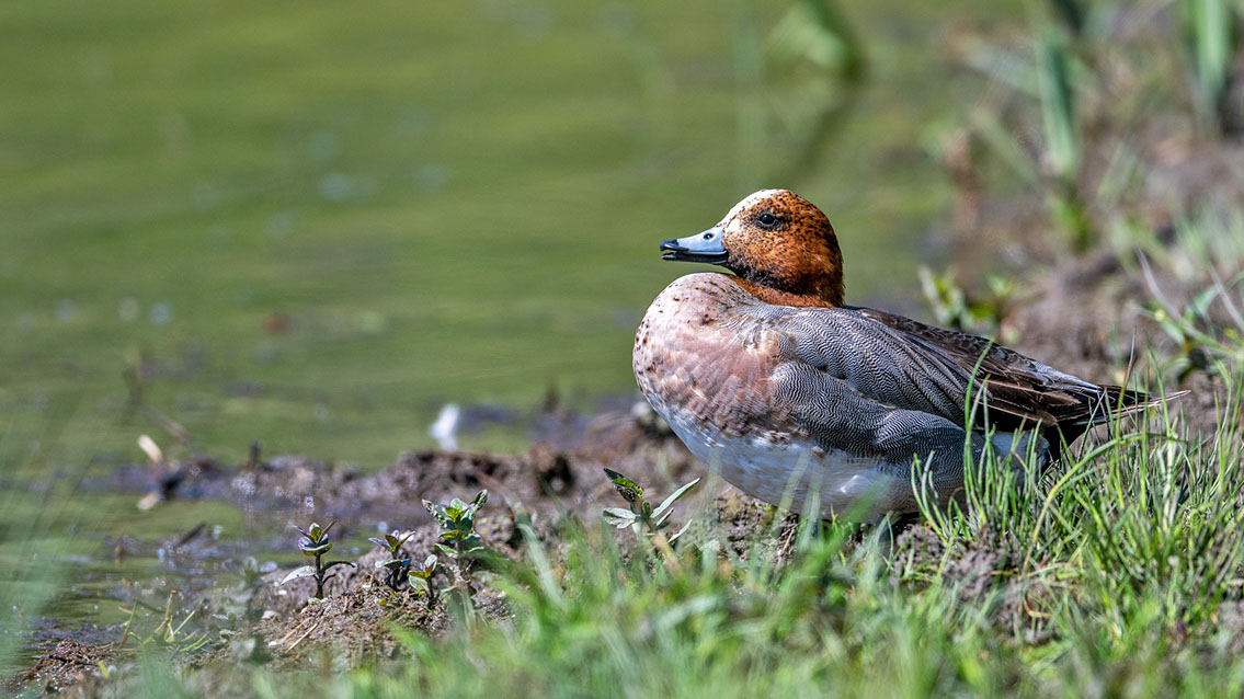 Bartgeier Bartgeier, Gypaète Barbu, Quebrantahuesos, Lämmergeier, Lammergeier,