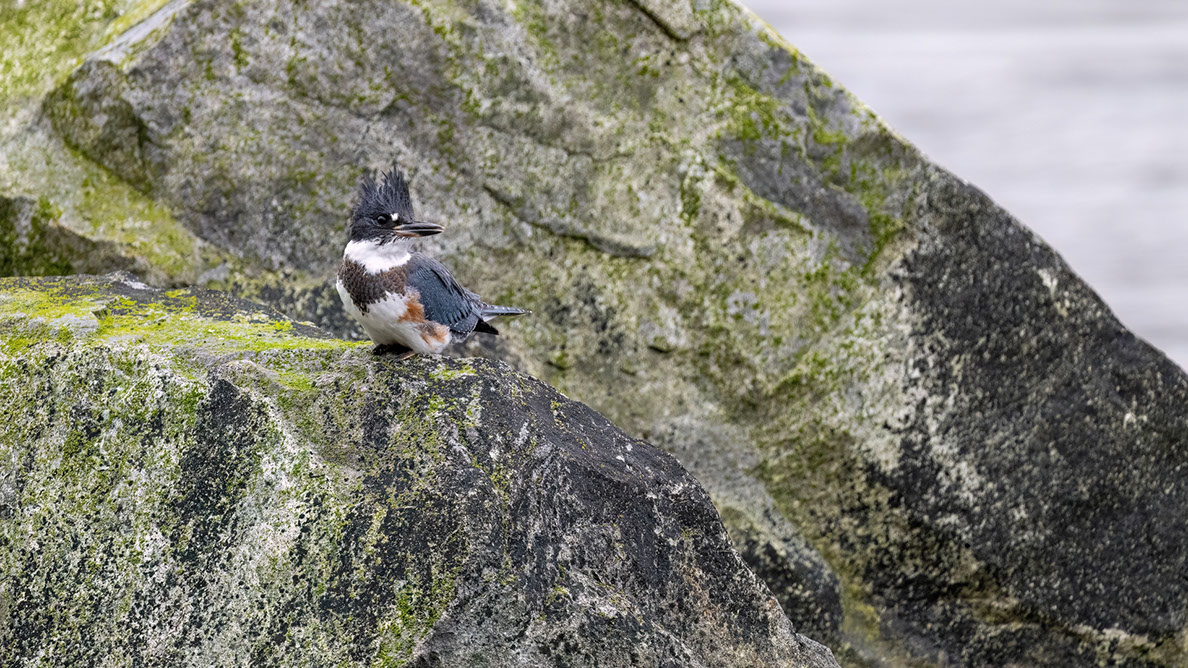 Bartgeier, Gypaète Barbu, Quebrantahuesos, Lämmergeier, Lammergeier, 