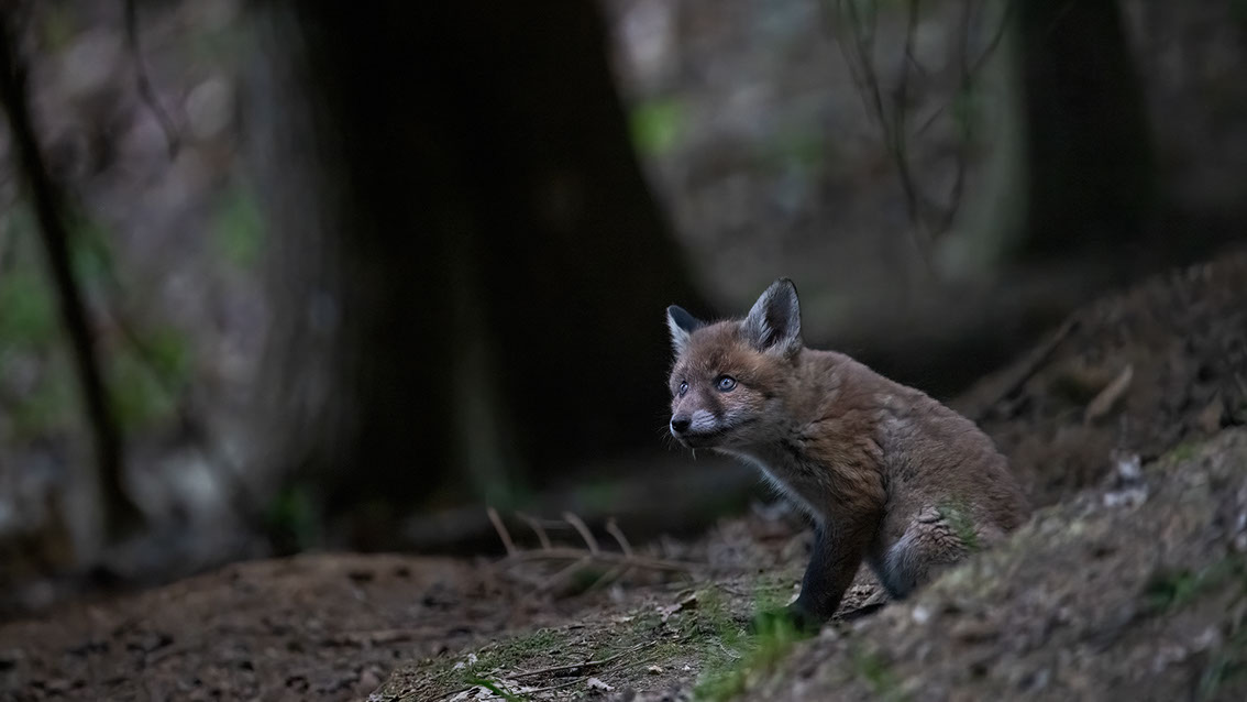 Athene noctua, Steinkauz, Kauz, Little owl