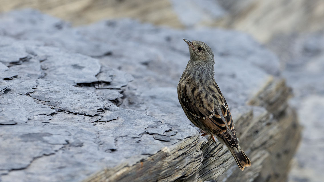 Bartgeier, Gypaète Barbu, Quebrantahuesos, Lämmergeier, Lammergeier, 