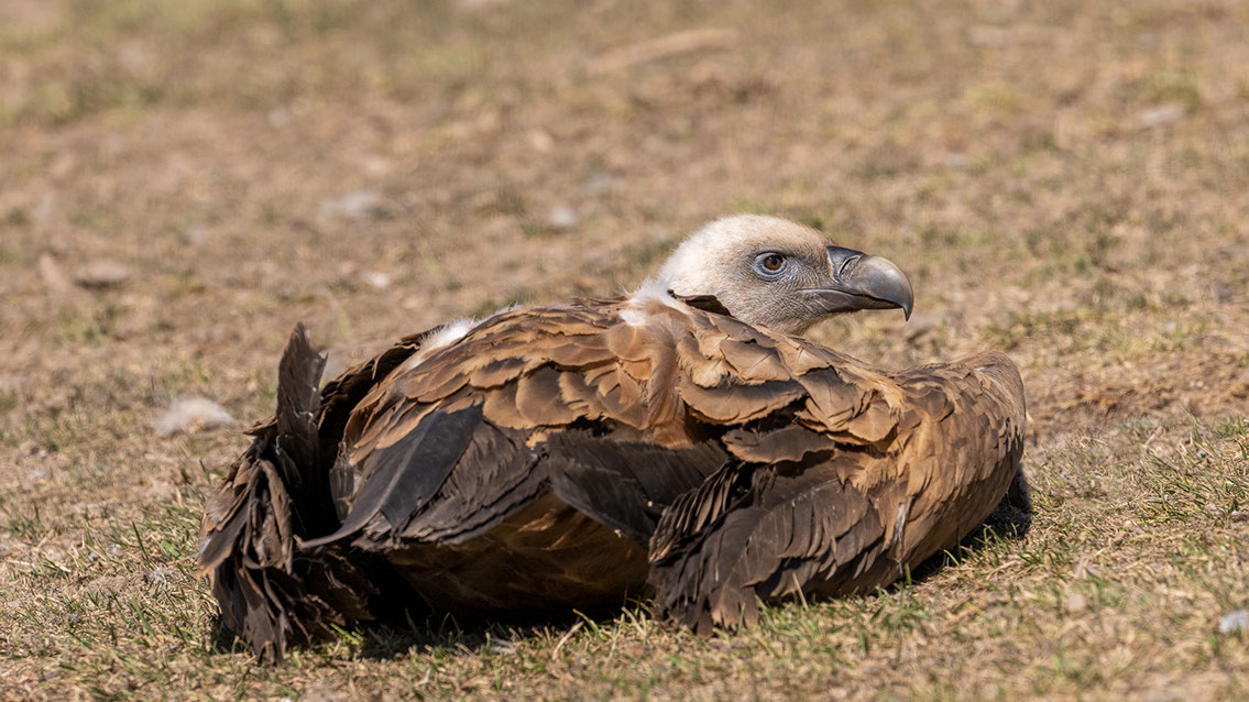 Bartgeier, Gypaète Barbu, Quebrantahuesos, Lämmergeier, Lammergeier, 